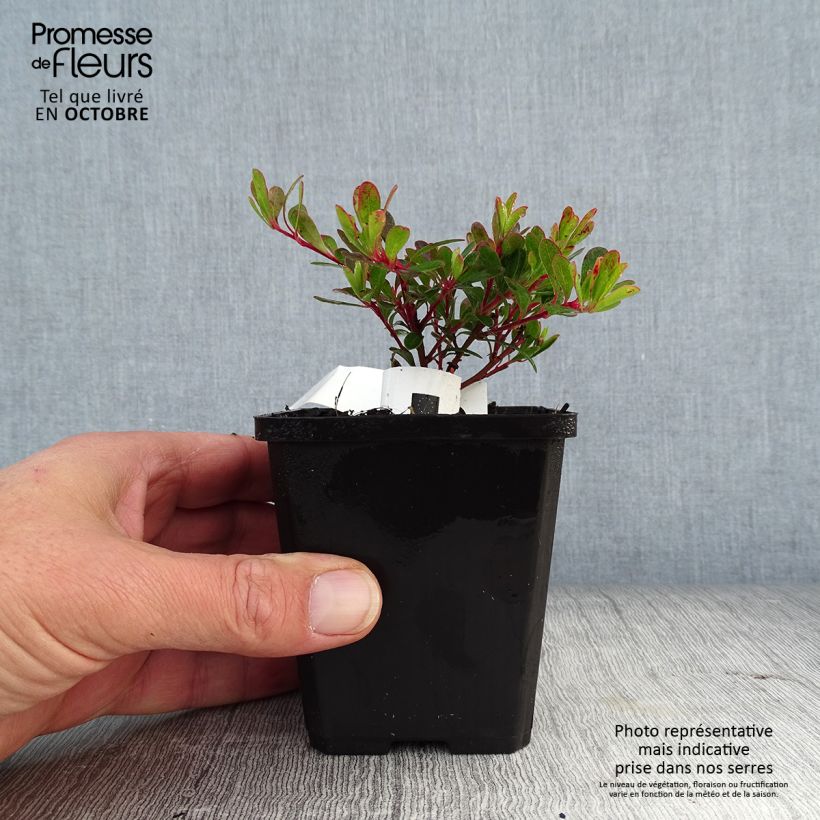 Exemplar von Arctostaphylos uva-ursi - Echte Bärentraube Kleine Töpfe von 8/9 cm wie im Herbst geliefert