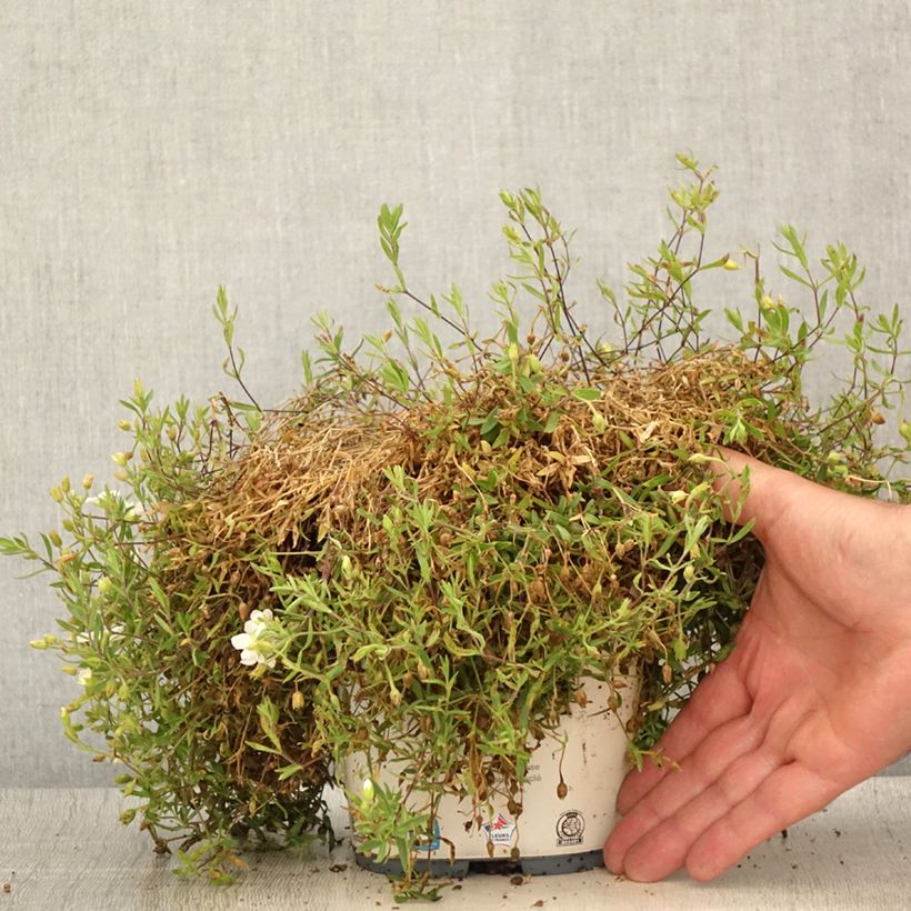 Exemplar von Arenaria montana - Berg-Sandkraut Topf mit 2L/3L wie im Sommer geliefert