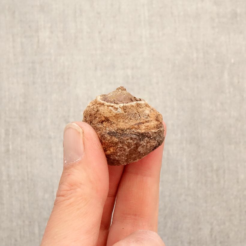 Exemplar von Arisaema fargesii - Feuerkolben Zwiebel wie im Frühjahr geliefert