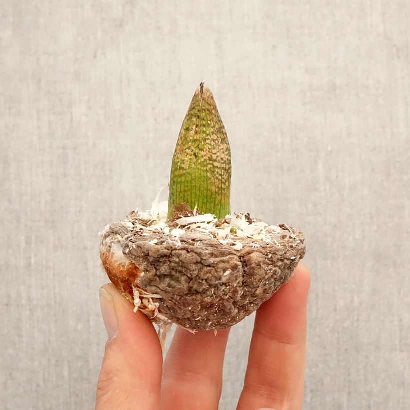 Exemplar von Arisaema griffithii - Feuerkolben Zwiebel wie im Frühjahr geliefert