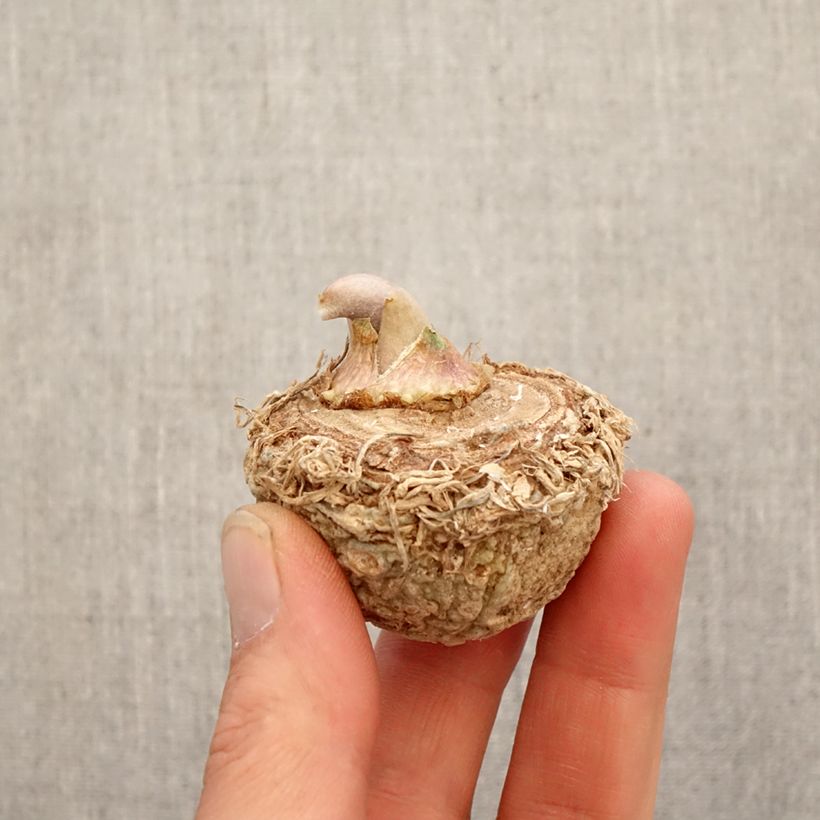 Exemplar von Arisaema sikokianum - Feuerkolben Zwiebel wie im Frühjahr geliefert