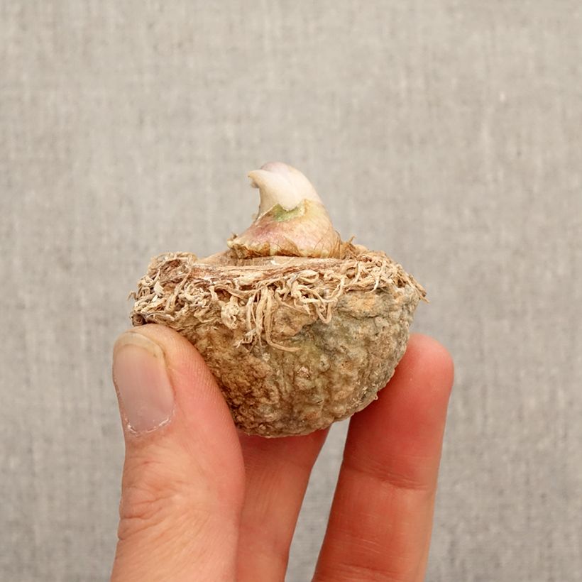 Exemplar von Arisaema tortuosum - Feuerkolben Zwiebel wie im Frühjahr geliefert