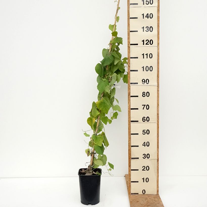 Exemplar von Aristolochia macrophylla - Windende Osterluzei Topf mit 6L/7L wie im Herbst geliefert
