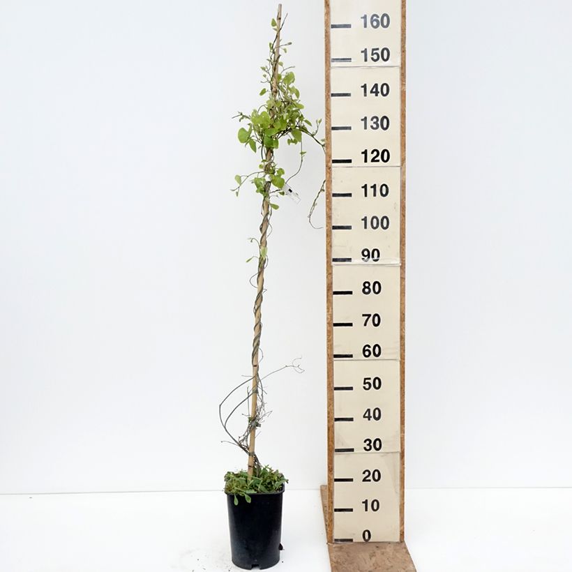Exemplar von Aristolochia macrophylla - Windende Osterluzei Topf mit 6L/7L wie im Frühjahr geliefert