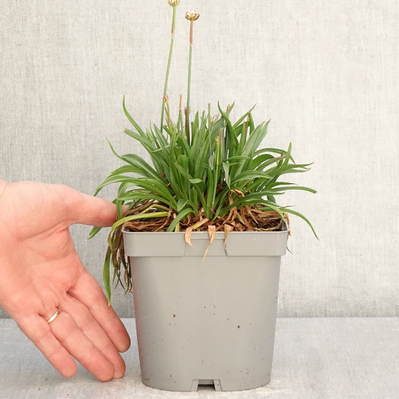 Exemplar von Armeria pseudarmeria Ballerina Lilac - Strand-Grasnelke Topf mit 2L/3L wie im Frühjahr geliefert