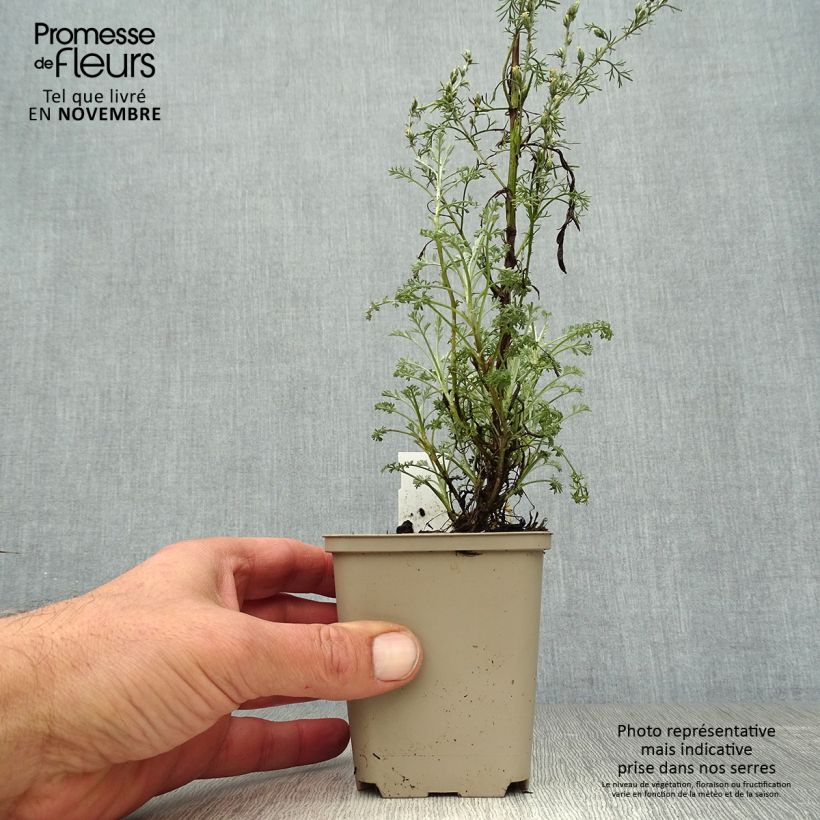 Exemplar von Strauch-Beifuß Little Mice - Artemisia arborescens Kleine Töpfe von 8/9 cm wie im Herbst geliefert