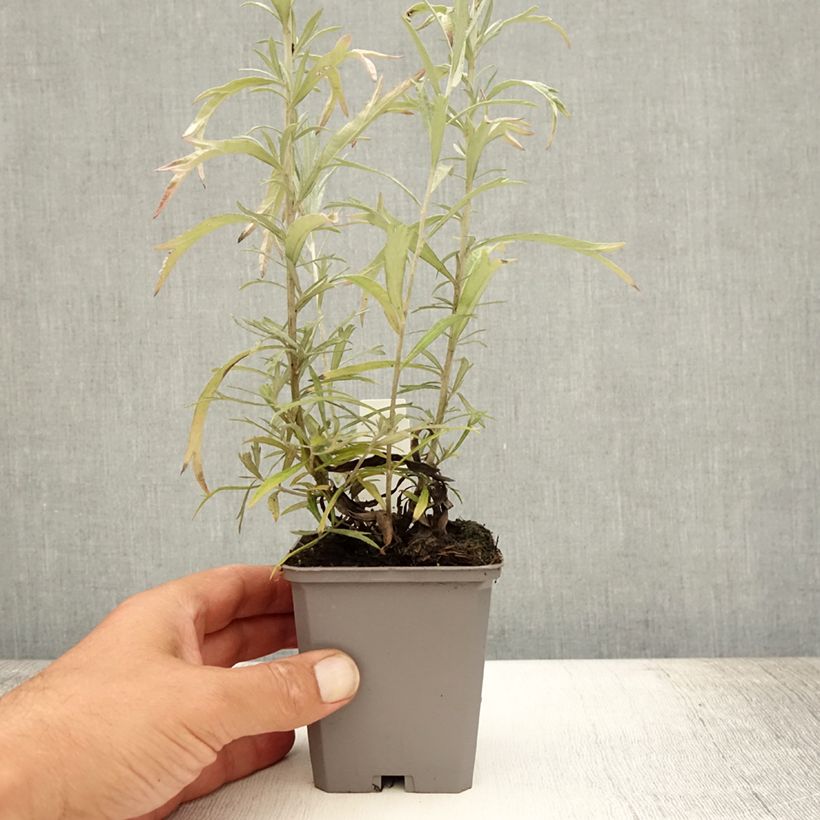 Exemplar von Silbriger Beifuß Silver Queen - Artemisia ludoviciana Kleine Töpfe von 8/9 cm wie im Sommer geliefert