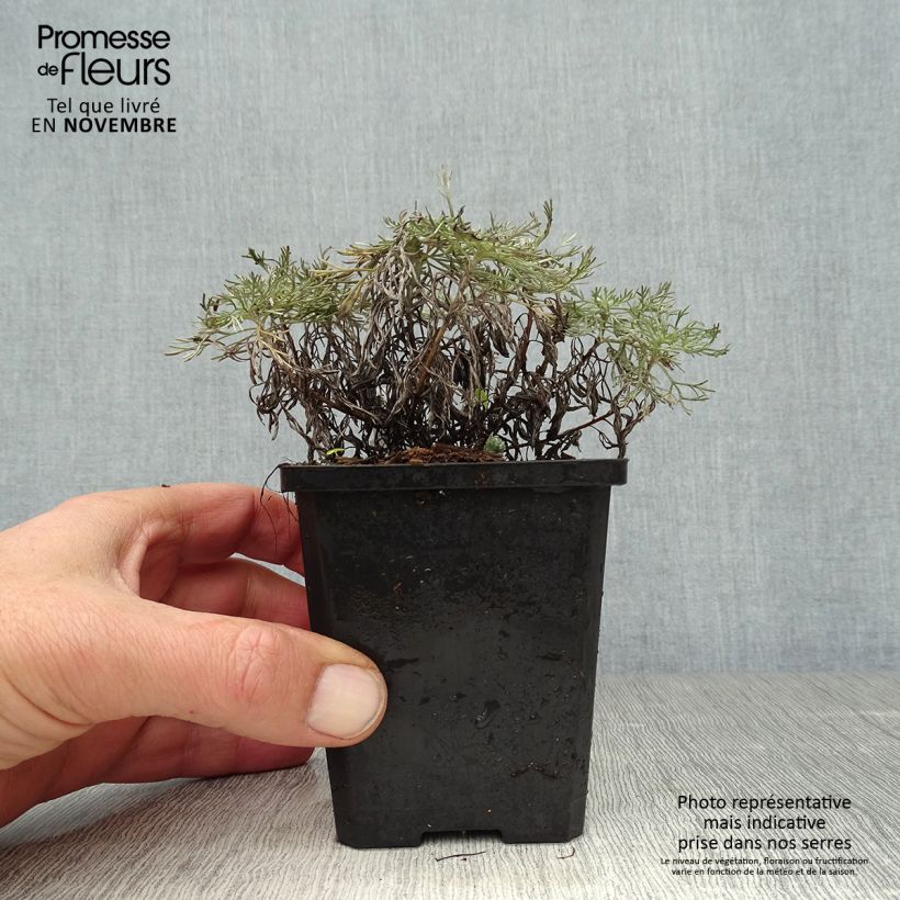 Exemplar von Zwerg-Silberraute Nana - Artemisia stelleriana Kleine Töpfe von 8/9 cm wie im Herbst geliefert