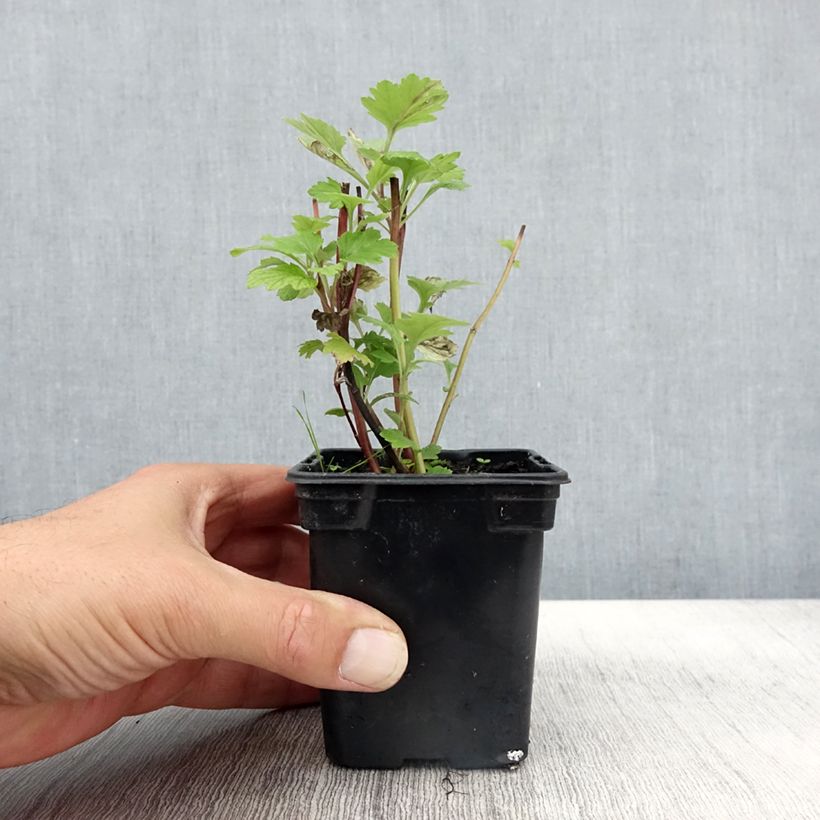 Exemplar von Gemeiner Beifuß Bio - Artemisia vulgaris Kleine Töpfe von 7/8 cm wie im Herbst geliefert