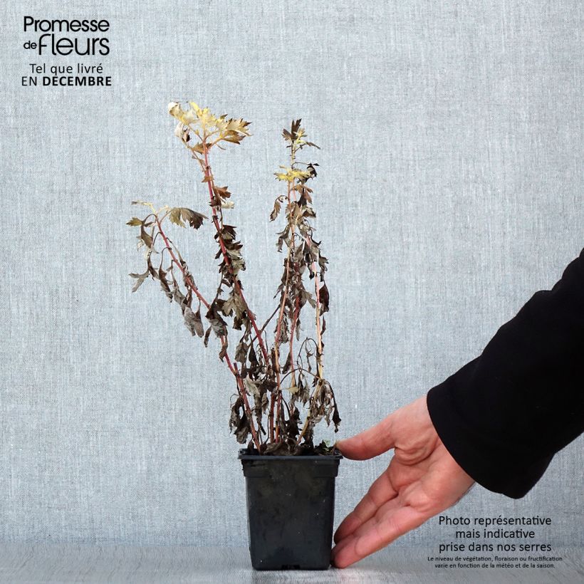 Exemplar von Gemeiner Beifuß Bio - Artemisia vulgaris Kleine Töpfe von 7/8 cm wie im Winter geliefert