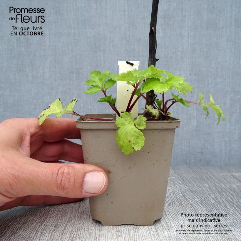 Exemplar von Elfenraute Jim Russel - Artemisia lactiflora Kleine Töpfe von 8/9 cm wie im Herbst geliefert
