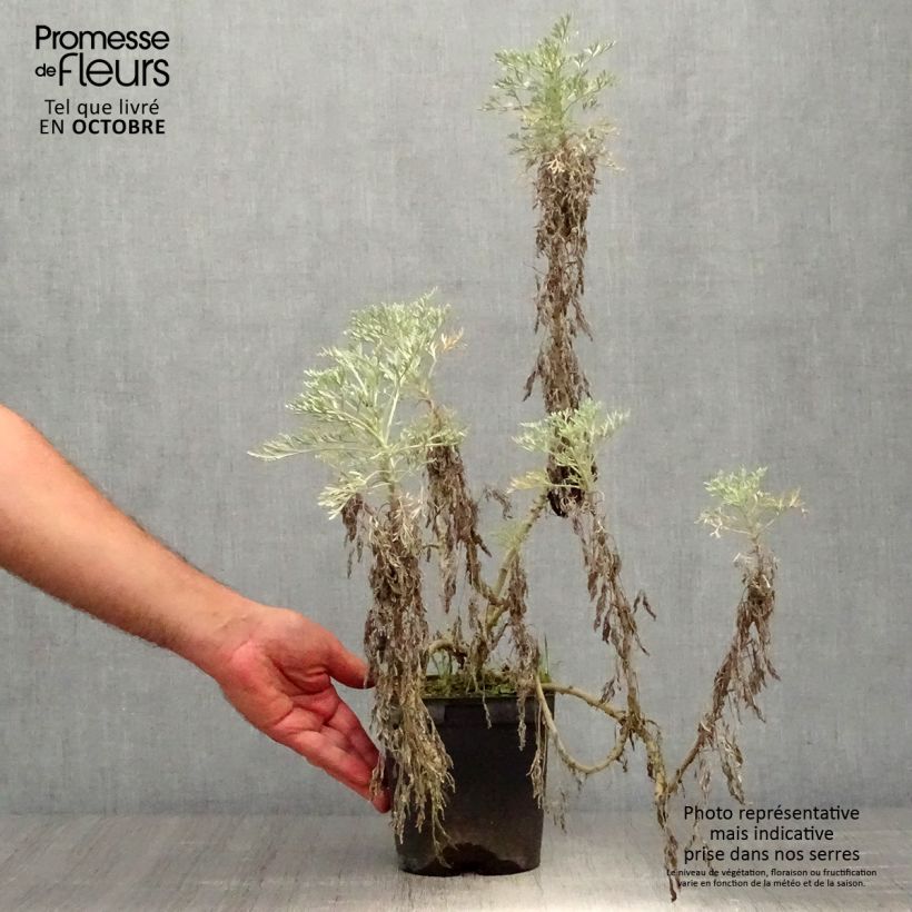 Exemplar von Strauch-Beifuß Powis Castle - Artemisia arborescens Topf mit 2L/3L wie im Herbst geliefert