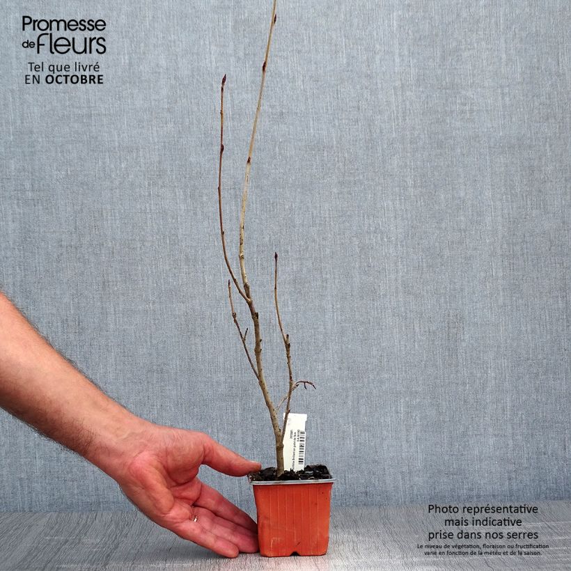 Exemplar von Filzige Apfelbeere Brilliant - Aronia arbutifolia Kleine Töpfe von 8/9 cm wie im Herbst geliefert