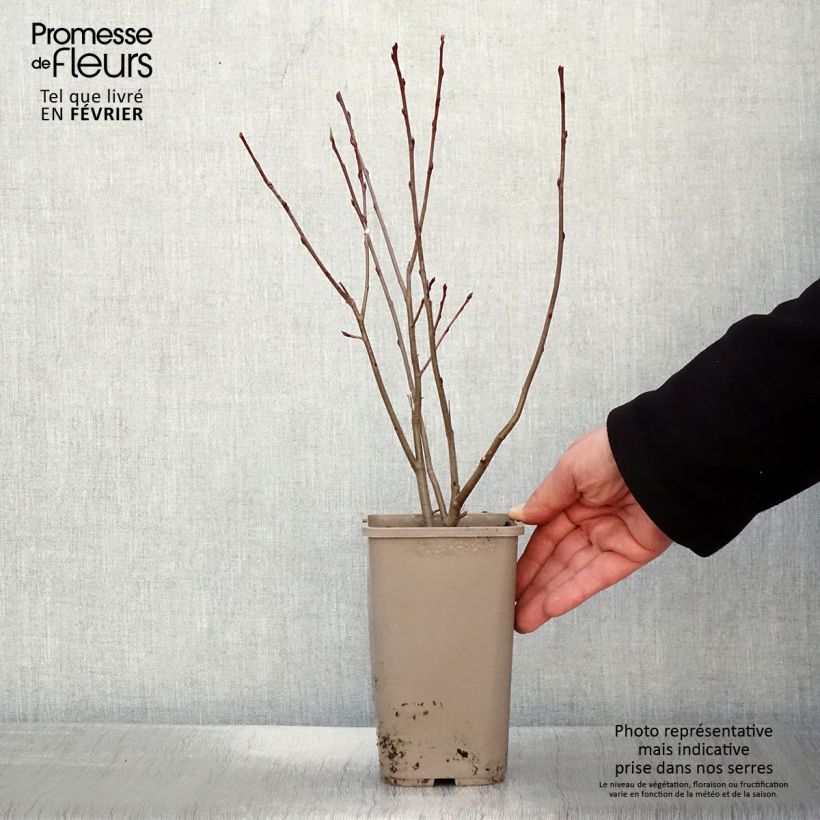 Exemplar von Pflaumenblättrige Apfelbeere Lowberry Little Helpers - Aronia Topf mit 1,5L/2L wie im Winter geliefert