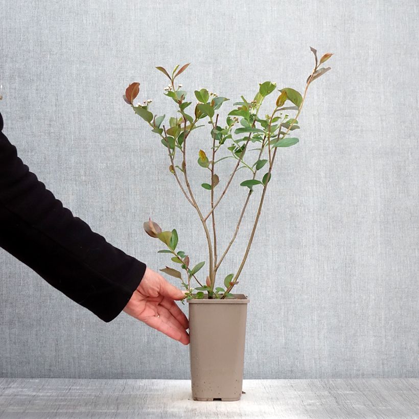 Exemplar von Pflaumenblättrige Apfelbeere Lowberry Little Helpers - Aronia Topf mit 1,5L/2L wie im Frühjahr geliefert