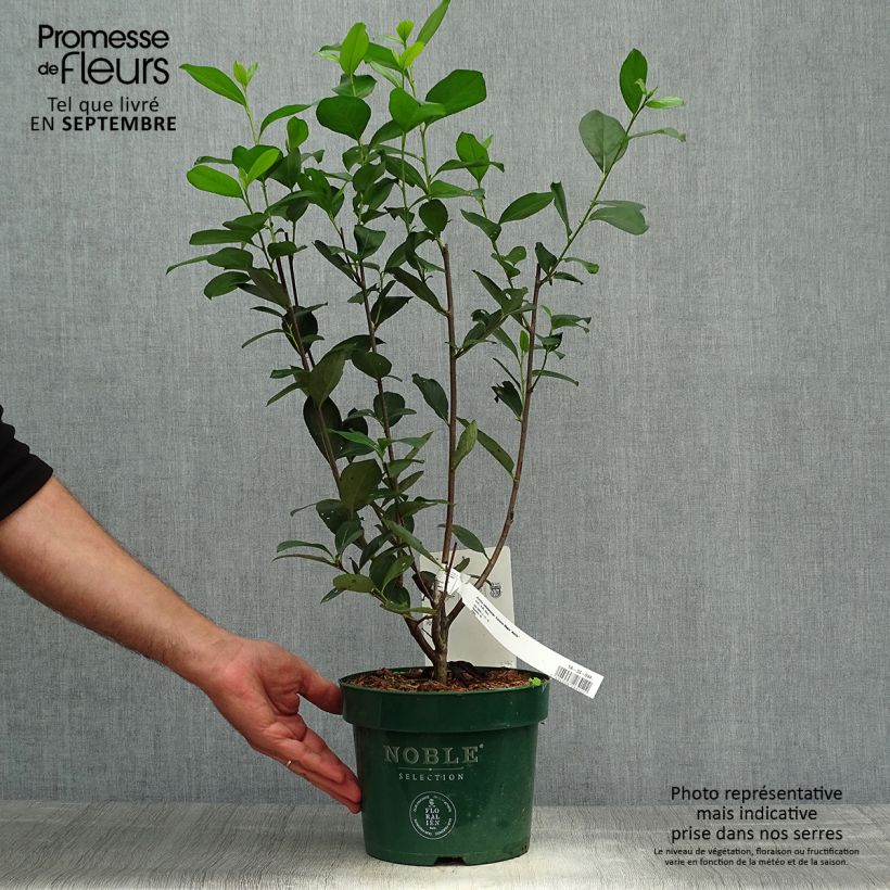 Exemplar von Apfelbeere Autumn Magic - Aronia melanocarpa Topf mit 2L/3L wie im Herbst geliefert