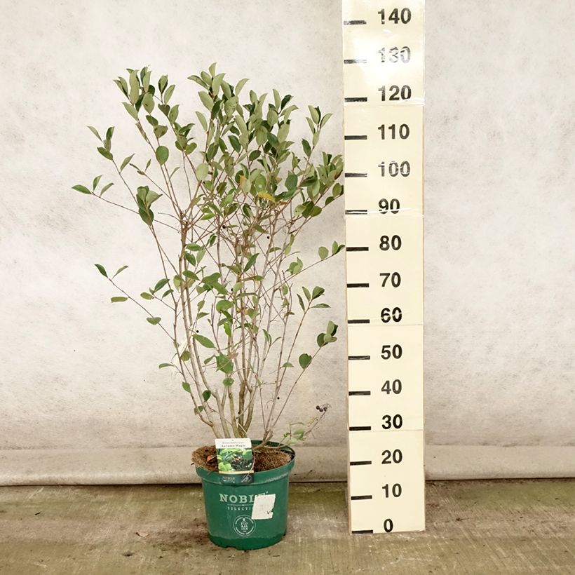 Exemplar von Apfelbeere Autumn Magic - Aronia melanocarpa Topf mit 7,5L/10L wie im Sommer geliefert