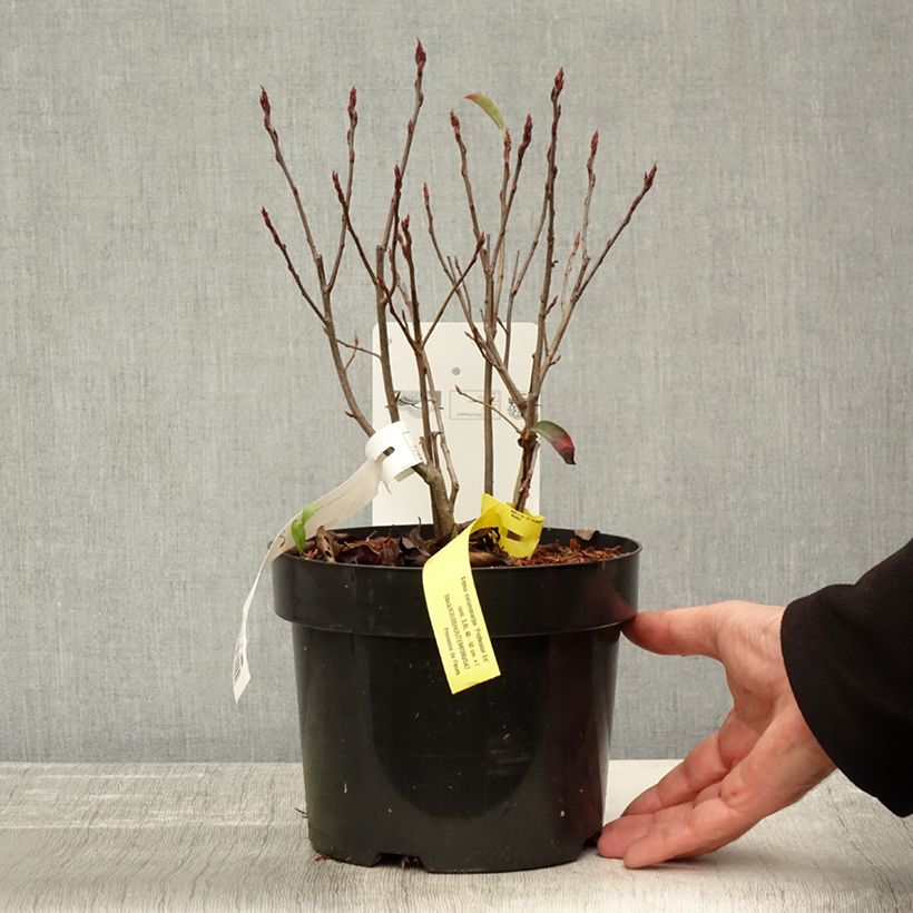 Exemplar von Aronia melanocarpa Professor Ed - Schwarze Apfelbeere Topf mit 2L/3L wie im Herbst geliefert
