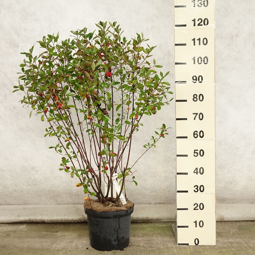 Exemplar von Aronia melanocarpa Professor Ed - Schwarze Apfelbeere Topf mit 7,5L/10L wie im Sommer geliefert