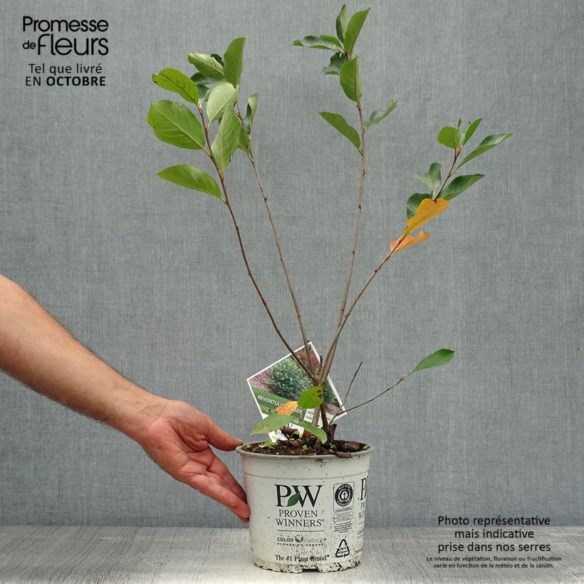 Exemplar von Apfelbeere Revontuli Hedger - Aronia melanocarpa Topf mit 3L/4L wie im Herbst geliefert