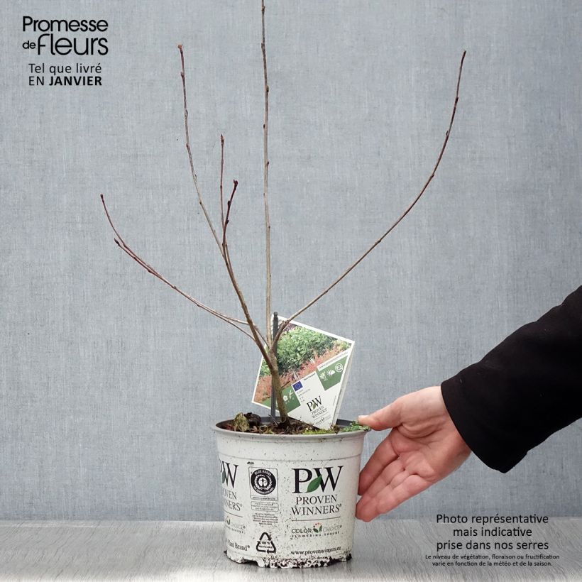 Exemplar von Apfelbeere Revontuli Hedger - Aronia melanocarpa Topf mit 3L/4L wie im Winter geliefert