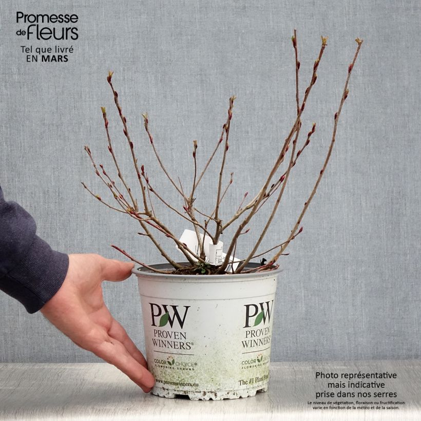 Exemplar von Apfelbeere Revontuli Mound - Aronia melanocarpa Topf mit 3L/4L wie im Frühjahr geliefert