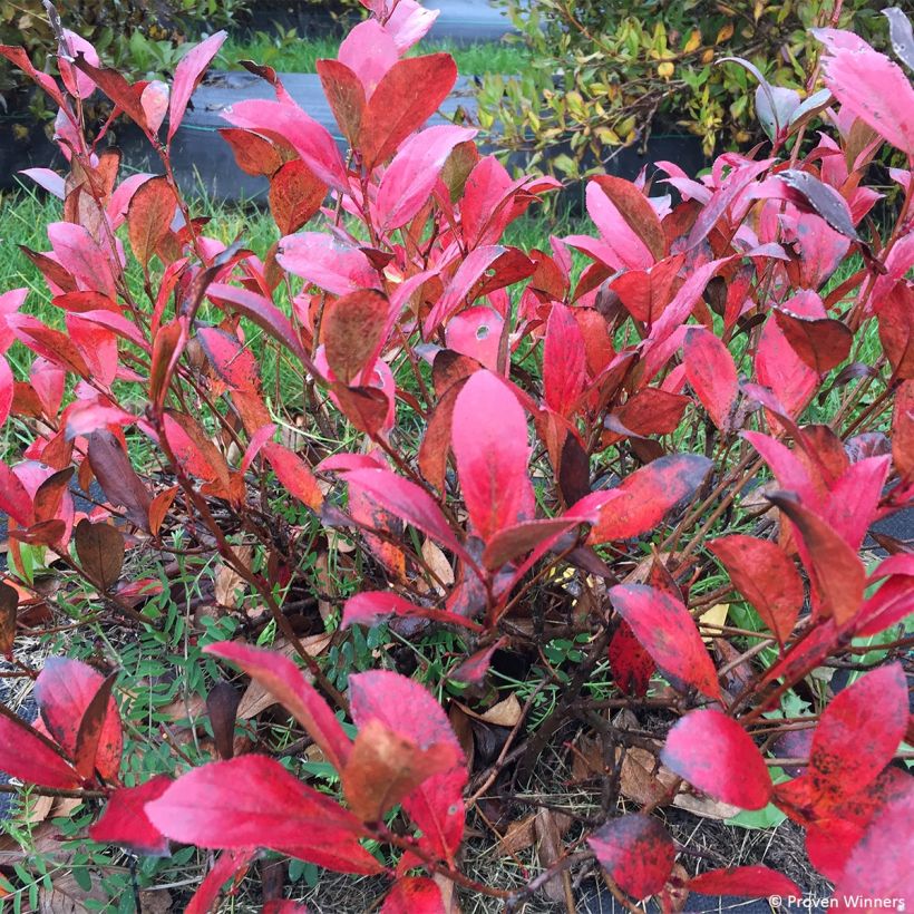 Apfelbeere Revontuli Mound - Aronia melanocarpa (Laub)