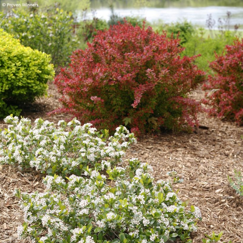 Apfelbeere Revontuli Mound - Aronia melanocarpa (Hafen)