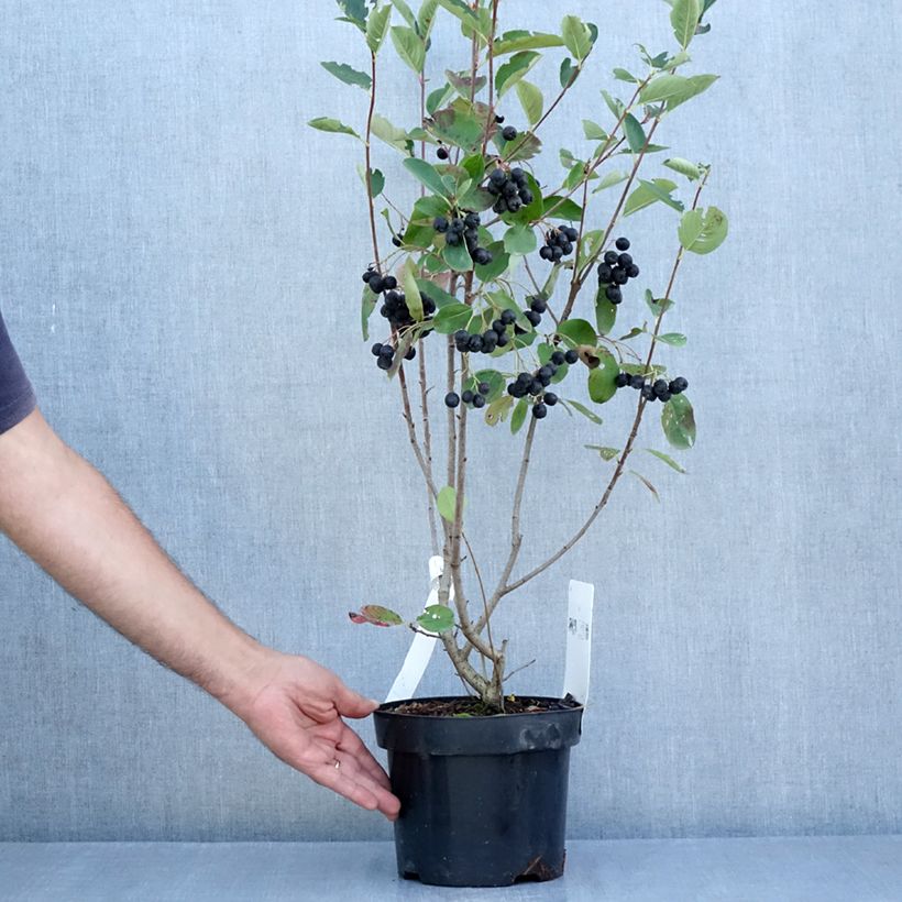 Exemplar von Aronia prunifolia Aron - Apfelbeere Topf mit 2L/3L wie im Sommer geliefert