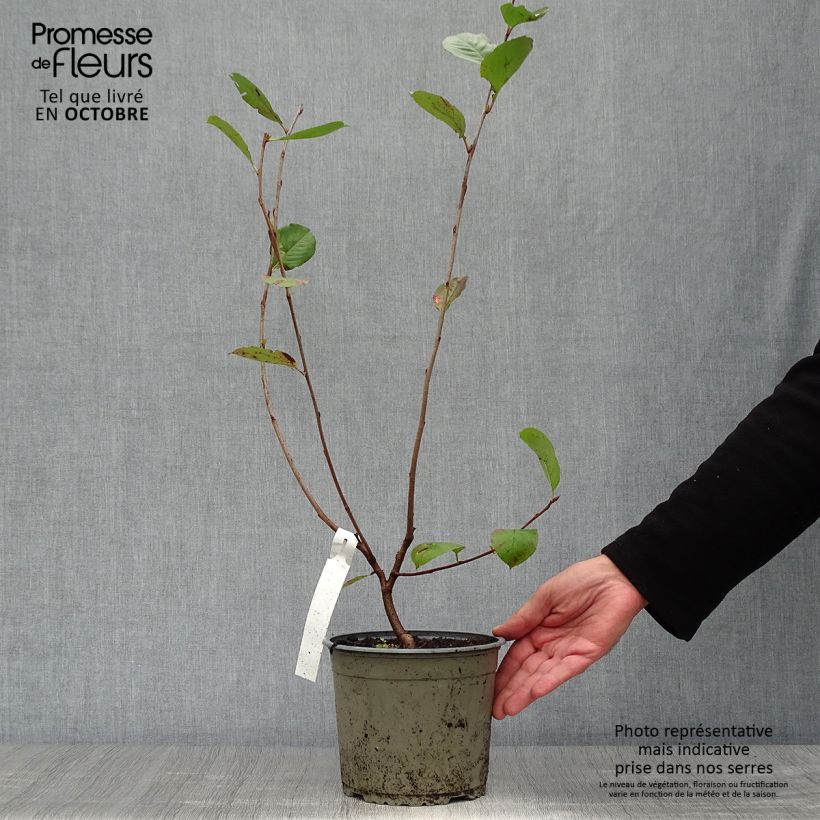 Exemplar von Pflaumenblättrige Apfelbeere Nero - Aronia Topf mit 1,5L/2L wie im Herbst geliefert