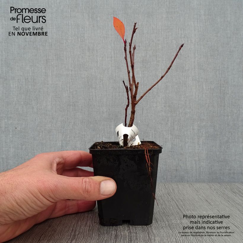 Exemplar von Pflaumenblättrige Apfelbeere Viking - Aronia Kleine Töpfe von 7/8 cm wie im Herbst geliefert