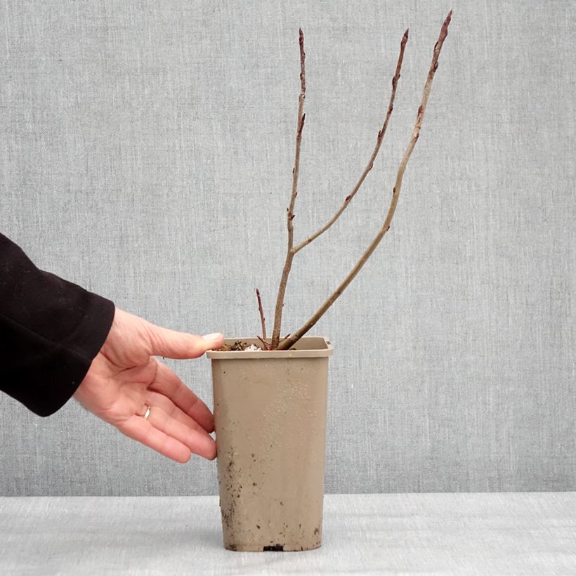 Exemplar von Pflaumenblättrige Apfelbeere Rubina - Aronia Topf mit 1,5L/2L, Strauch/Busch, mehrstämmig wie im Winter geliefert