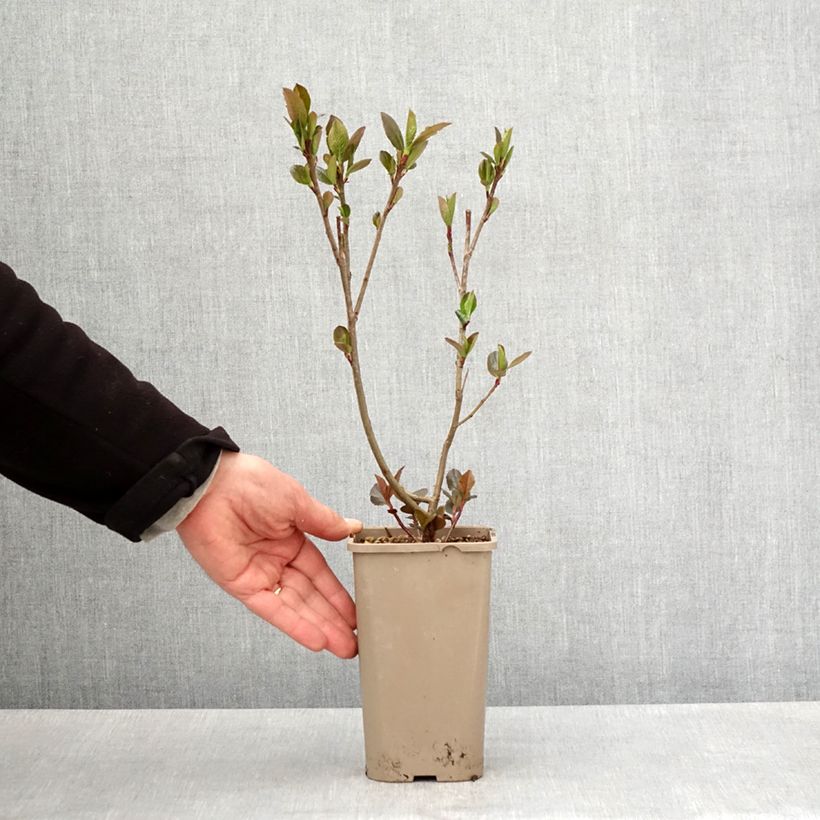 Exemplar von Pflaumenblättrige Apfelbeere Rubina - Aronia Topf mit 1,5L/2L, Strauch/Busch, mehrstämmig wie im Frühjahr geliefert