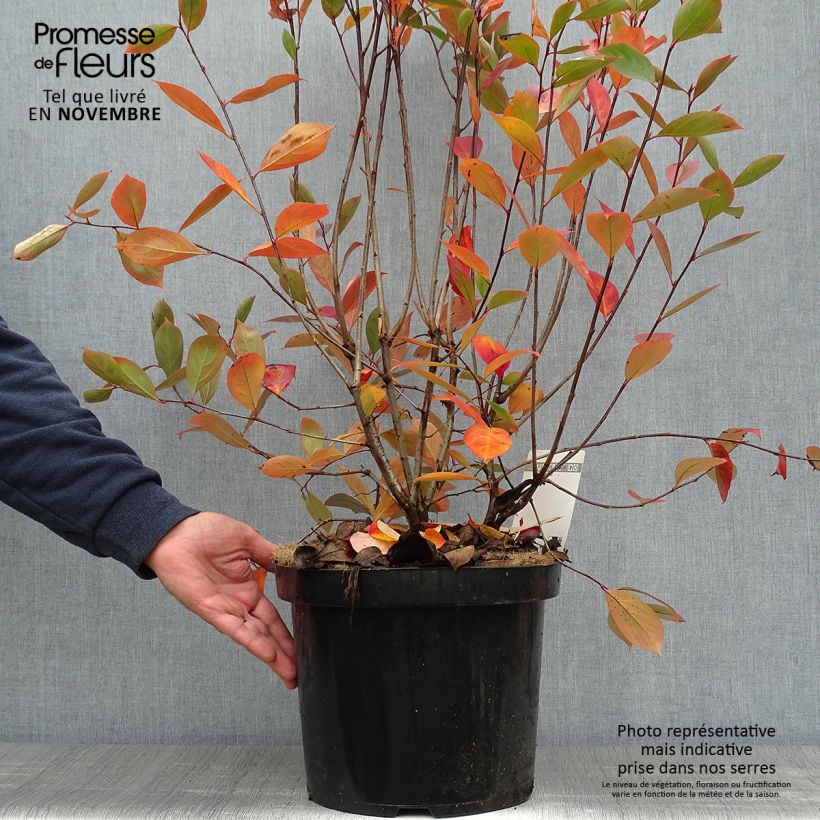 Exemplar von Aronia melanocarpa Hugin - Schwarze Apfelbeere Topf mit 7,5L/10L wie im Herbst geliefert