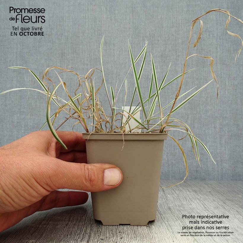 Exemplar von Arrhenatherum bulbosum Variegatum - Glatthafer Kleine Töpfe von 8/9 cm wie im Herbst geliefert