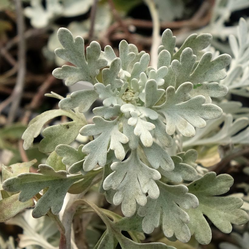 Silber-Wermut Mori's Strain - Artemisia stelleriana (Laub)