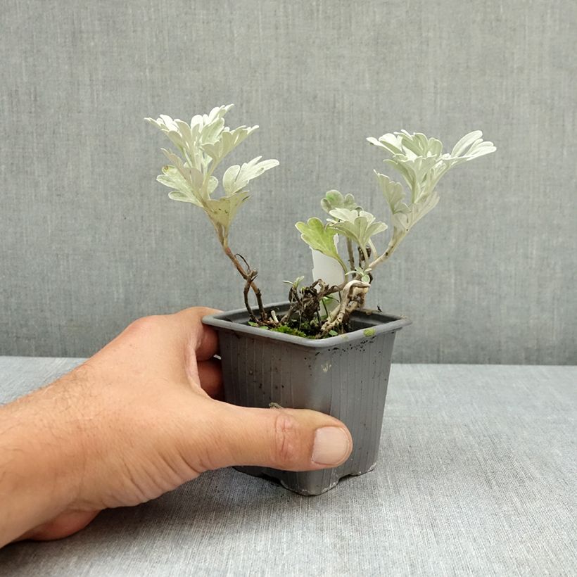Exemplar von Silber-Wermut Mori's Strain - Artemisia stelleriana Kleine Töpfe von 8/9 cm wie im Sommer geliefert