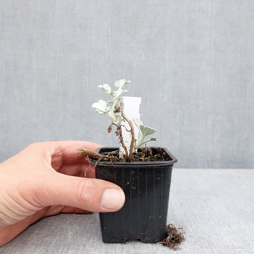 Exemplar von Silber-Wermut Mori's Strain - Artemisia stelleriana Kleine Töpfe von 8/9 cm wie im Frühjahr geliefert
