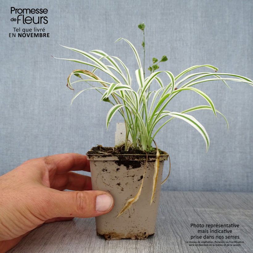 Exemplar von Arthropodium candidum Little Lilia - Felsenlilie Kleine Töpfe von 8/9 cm wie im Herbst geliefert