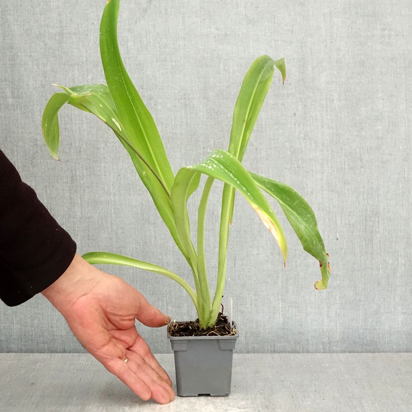 Exemplar von Arthropodium cirratum - Neuseeländische Steinlilie Kleine Töpfe von 8/9 cm wie im Frühjahr geliefert