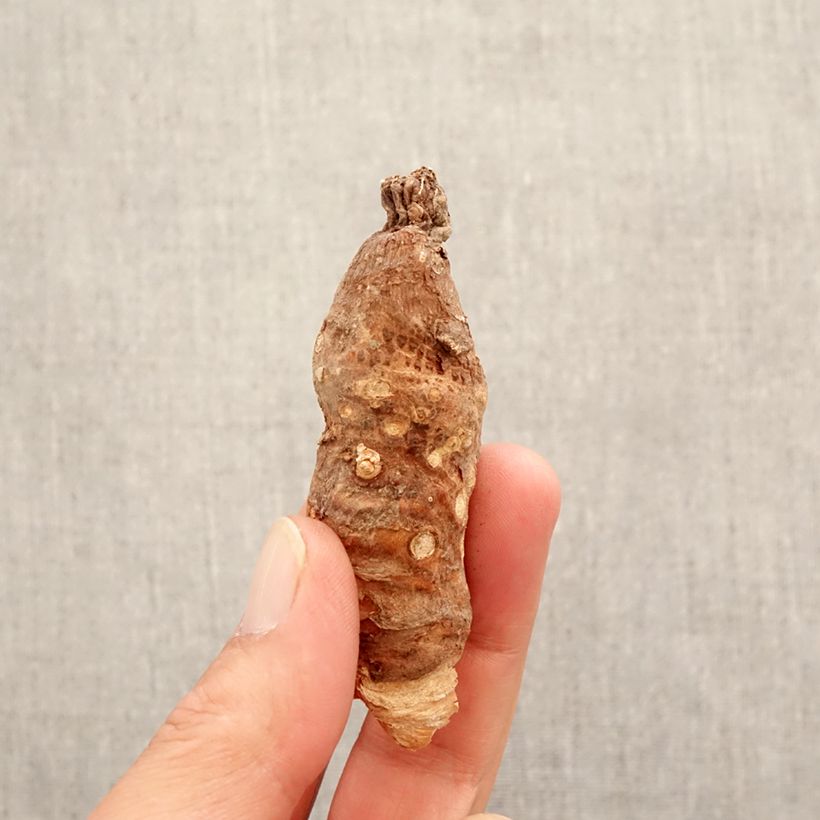 Exemplar von Arum italicum - Italienischer Aronstab Zwiebel wie im Frühjahr geliefert