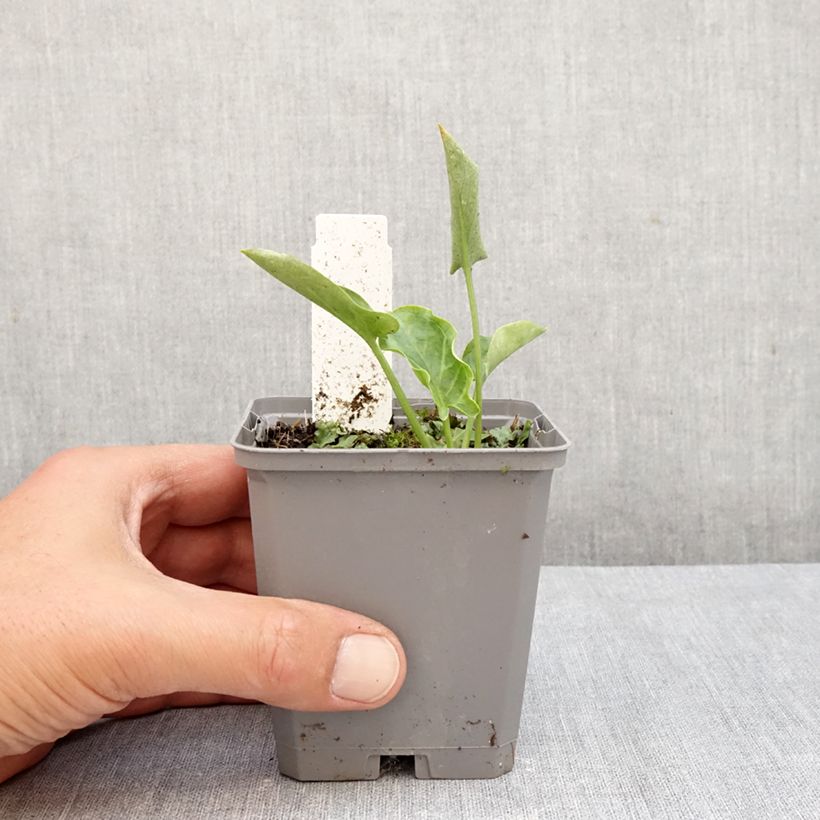 Exemplar von Arum italicum - Italienischer Aronstab Kleine Töpfe von 8/9 cm wie im Herbst geliefert