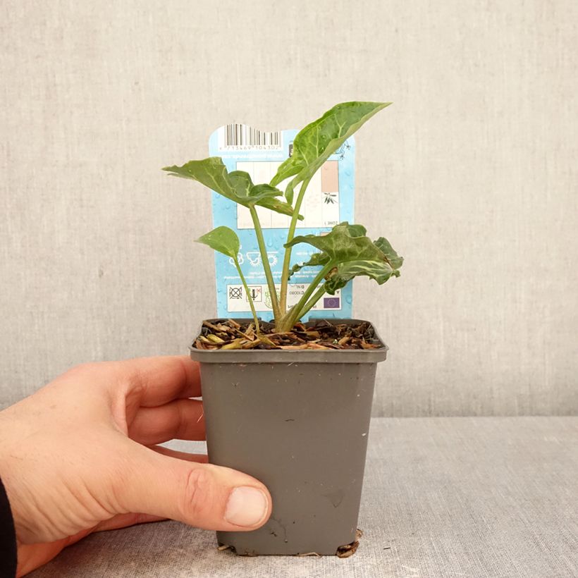 Exemplar von Arum italicum - Italienischer Aronstab Kleine Töpfe von 8/9 cm wie im Frühjahr geliefert