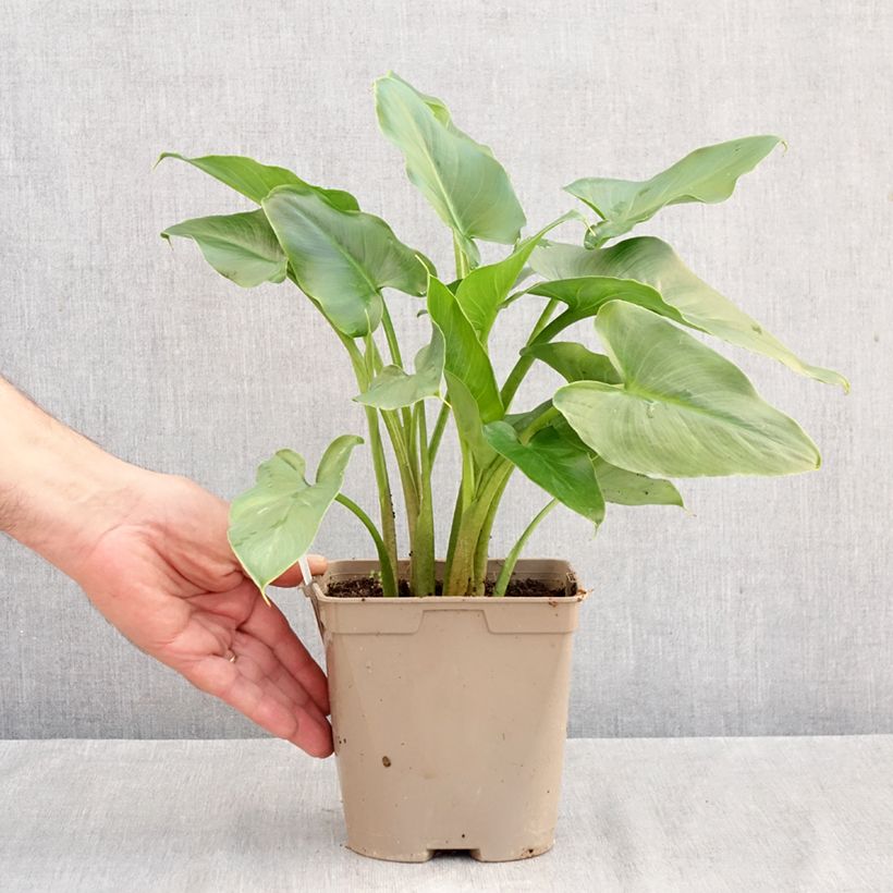 Exemplar von Zantedeschia aethiopica - Zimmercalla Topf mit 2L/3L wie im Herbst geliefert