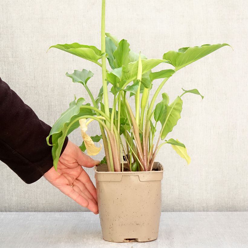 Exemplar von Zantedeschia aethiopica - Zimmercalla Topf mit 2L/3L wie im Frühjahr geliefert