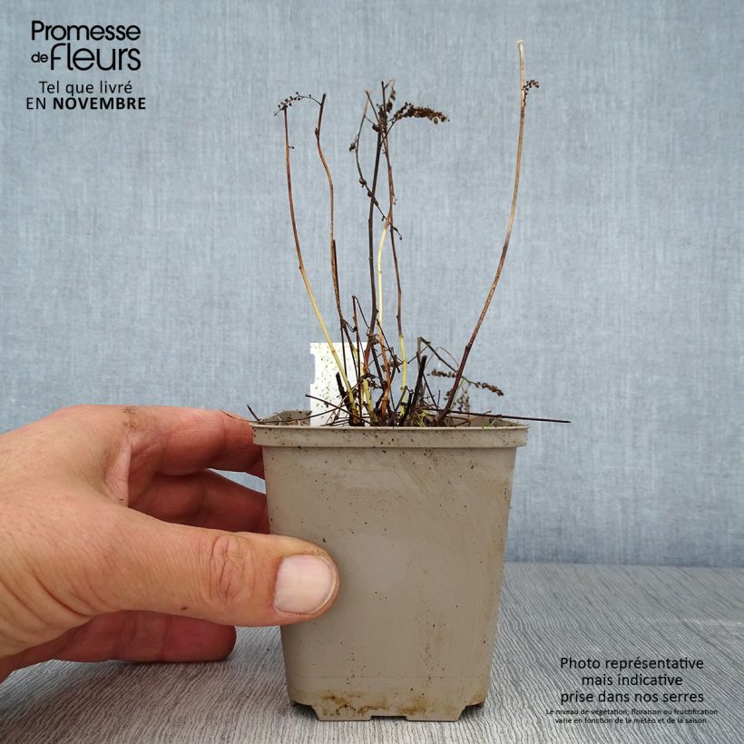 Exemplar von Aruncus aethusifolius - Zwerg-Geißbart Kleine Töpfe von 8/9 cm wie im Herbst geliefert