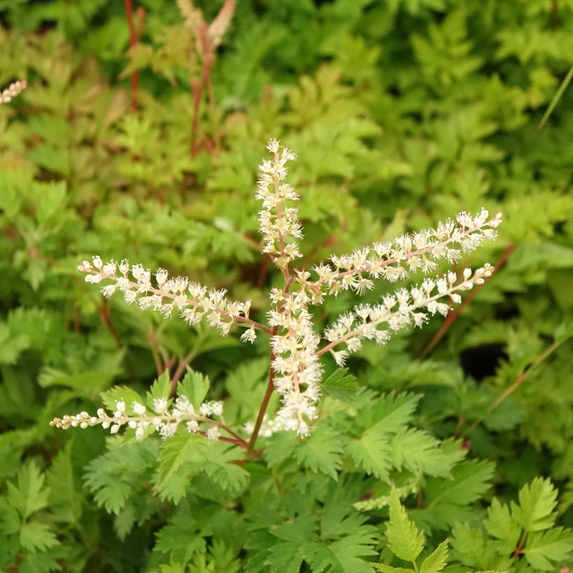 Aruncus aethusifolius - Zwerg-Geißbart (Blüte)