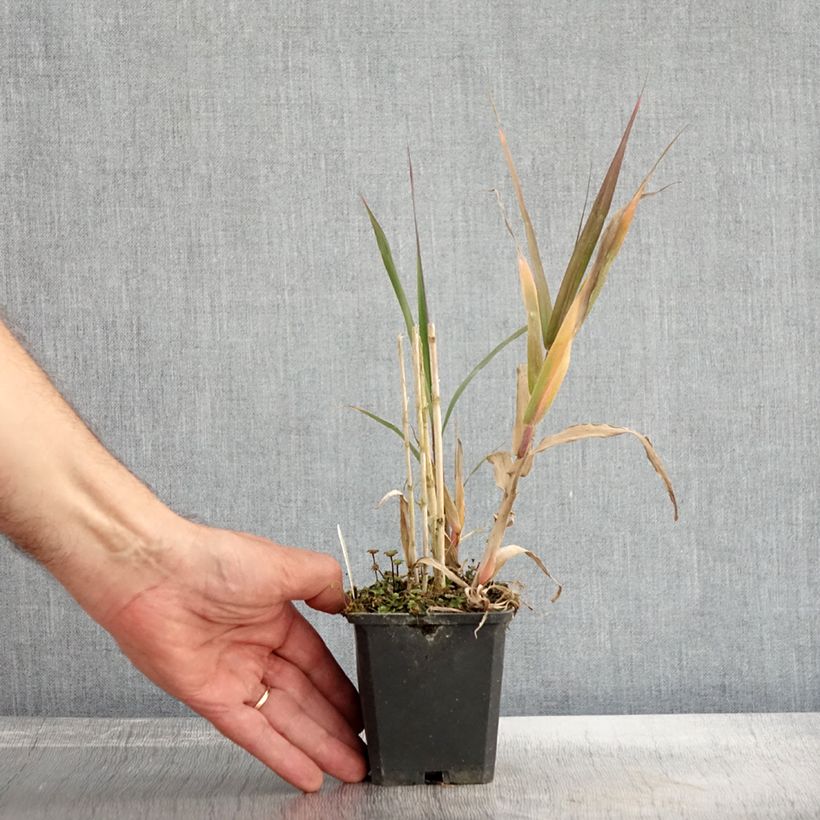 Exemplar von Arundo donax - Spanisches Rohr Kleine Töpfe von 8/9 cm wie im Herbst geliefert