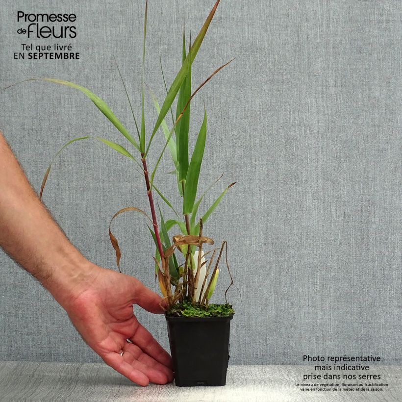 Exemplar von Arundo donax - Spanisches Rohr Kleine Töpfe von 8/9 cm wie im Sommer geliefert