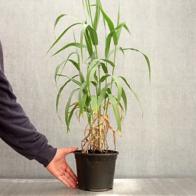 Exemplar von Arundo donax - Spanisches Rohr Topf mit 3L/4L wie im Herbst geliefert